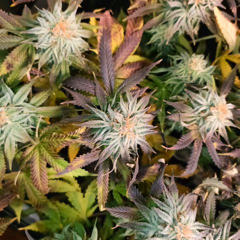 Blackberry Moonrocks growlog photo: si striminzisce un po'? ho chiuso il leak dovuto al cavo riscaldante