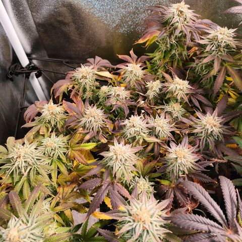 Blackberry Moonrocks growlog photo: si striminzisce un po'? ho chiuso il leak dovuto al cavo riscaldante