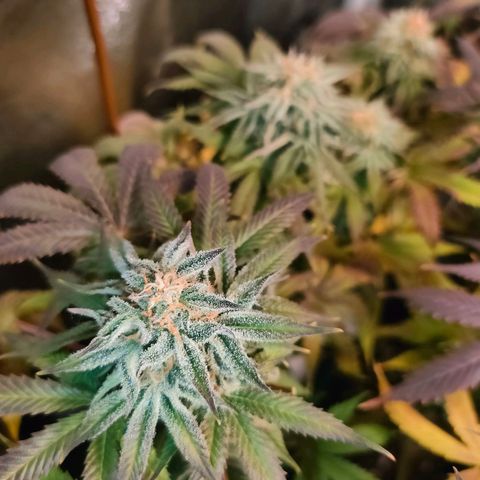 Blackberry Moonrocks growlog photo: si striminzisce un po'? ho chiuso il leak dovuto al cavo riscaldante