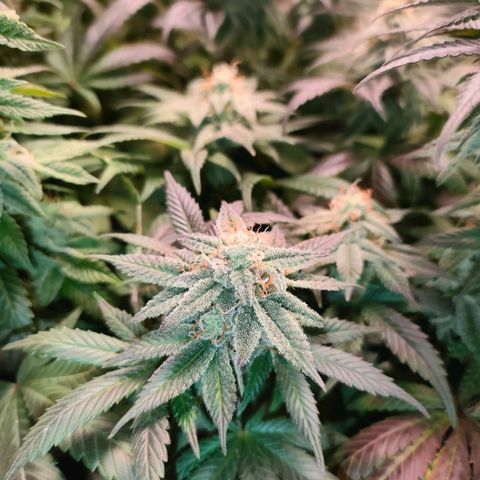 Sour Apple growlog timeline photo