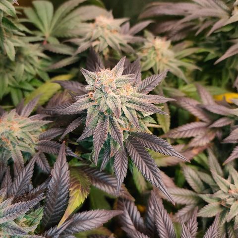Sour Apple growlog timeline photo