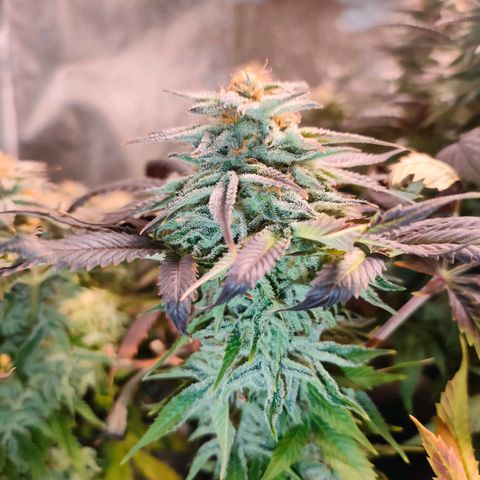 Blackberry Moonrocks growlog photo: si striminzisce un po'? ho chiuso il leak dovuto al cavo riscaldante
