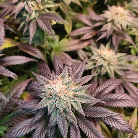 Sour Apple growlog timeline photo