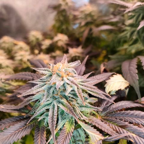Blackberry Moonrocks growlog photo: si striminzisce un po'? ho chiuso il leak dovuto al cavo riscaldante