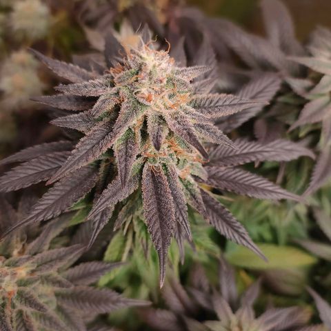 Sour Apple growlog timeline photo