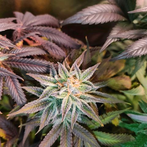 Blackberry Moonrocks growlog photo: si striminzisce un po'? ho chiuso il leak dovuto al cavo riscaldante