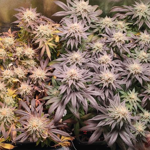 Blackberry Moonrocks growlog timeline photo