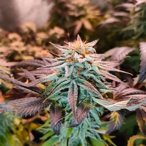 Blackberry Moonrocks growlog photo: danno da leak