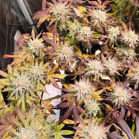 Blackberry Moonrocks growlog photo: danno da leak