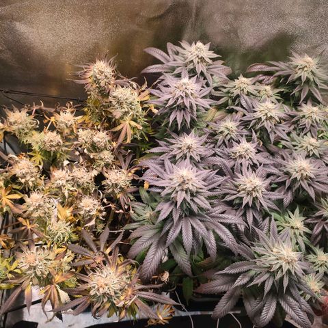 Blackberry Moonrocks growlog timeline photo