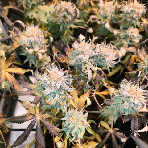 Blackberry Moonrocks growlog timeline photo