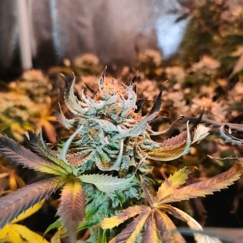 Blackberry Moonrocks growlog timeline photo