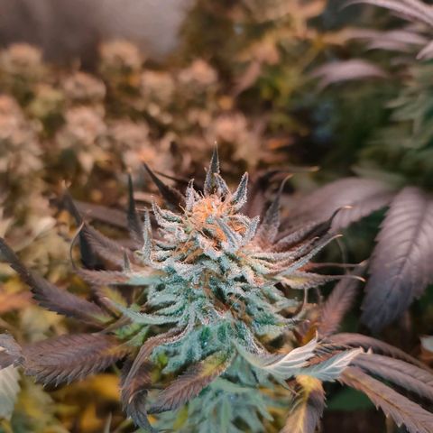 Blackberry Moonrocks growlog timeline photo