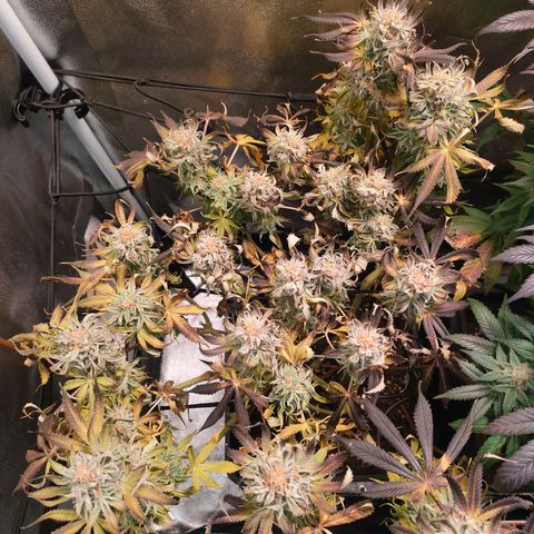 Blackberry Moonrocks growlog timeline photo