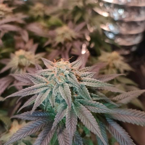 Sour Apple growlog timeline photo