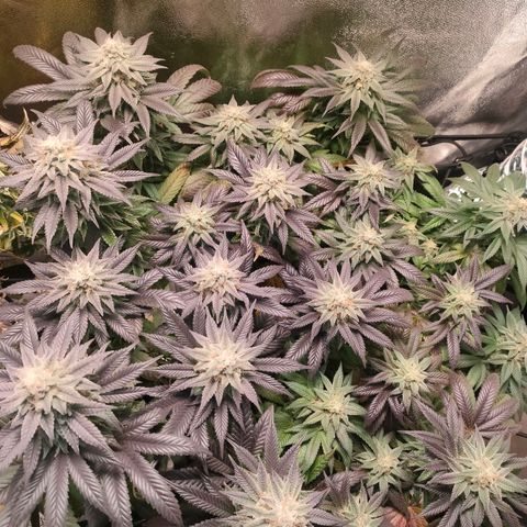 Sour Apple growlog timeline photo