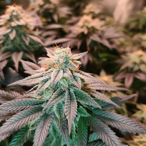 Sour Apple growlog timeline photo