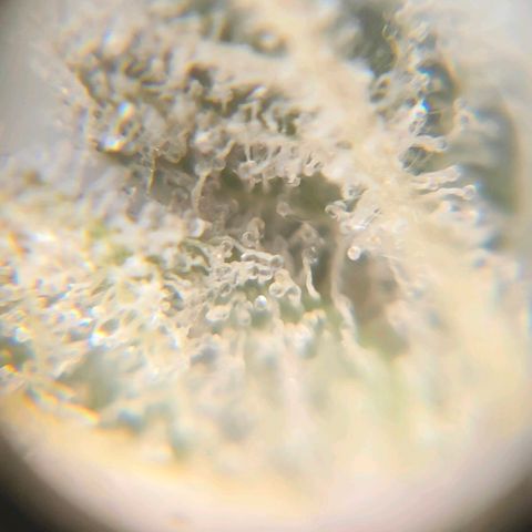 Blackberry Moonrocks growlog timeline photo