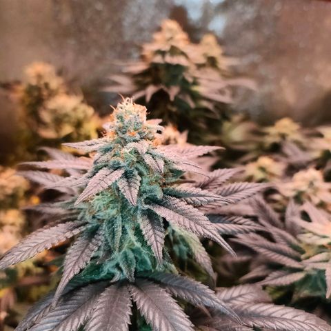 Sour Apple growlog timeline photo