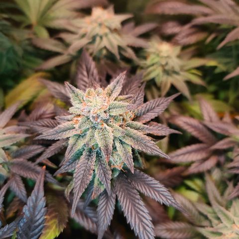 Sour Apple growlog timeline photo