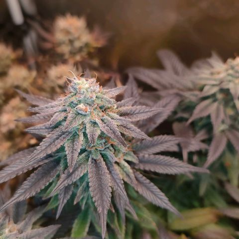 Sour Apple growlog timeline photo