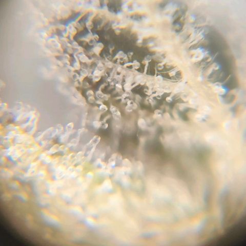 Blackberry Moonrocks growlog timeline photo