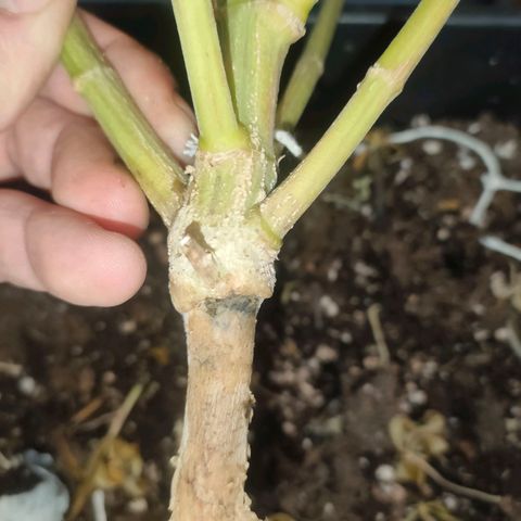 Blackberry Moonrocks growlog photo: sick death 