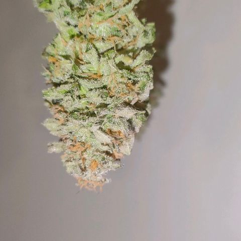 Blackberry Moonrocks growlog photo: sick death 