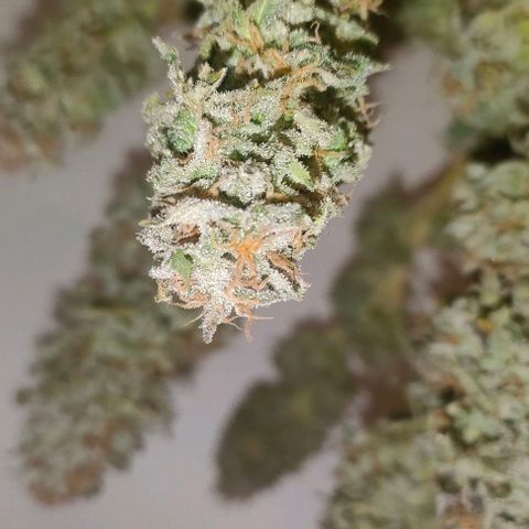 Blackberry Moonrocks growlog photo: sick death 