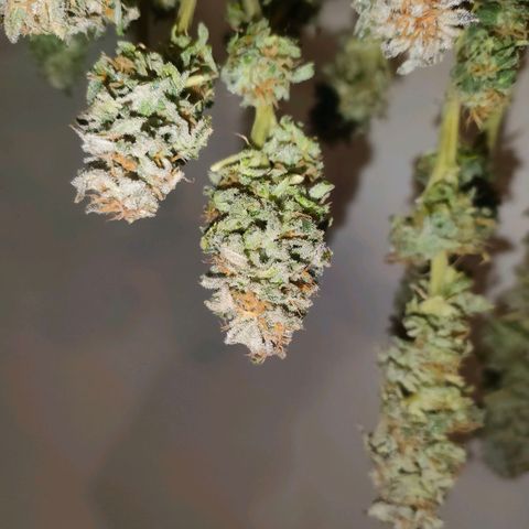 Blackberry Moonrocks growlog photo: sick death 