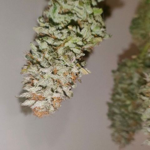 Blackberry Moonrocks growlog photo: sick death 