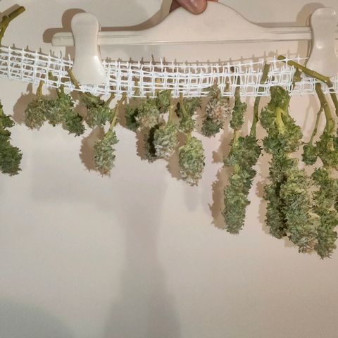 Blackberry Moonrocks growlog photo: sick death 