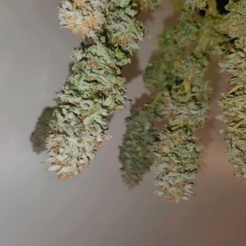 Blackberry Moonrocks growlog photo: sick death 