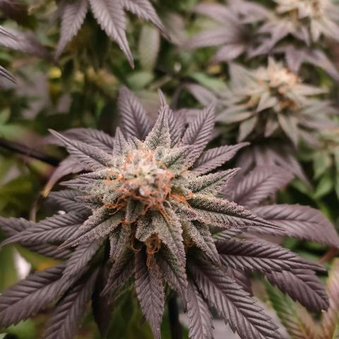 Sour Apple growlog photo: allargamento