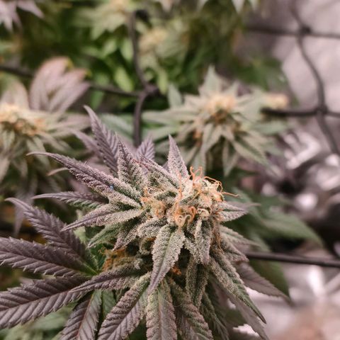 Sour Apple growlog photo: allargamento