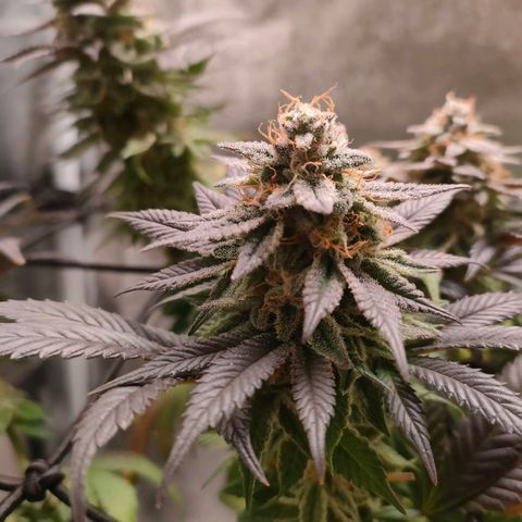 Sour Apple growlog photo: allargamento