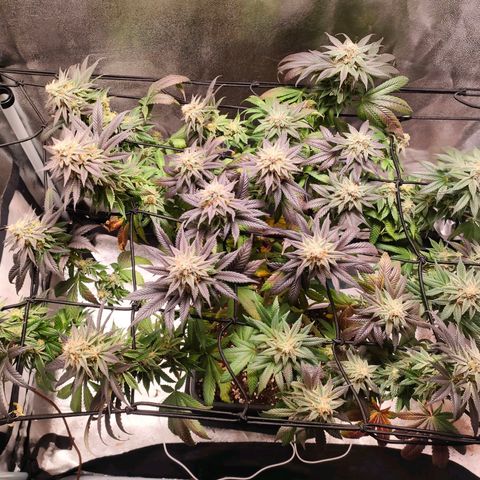 Sour Apple growlog photo: allargamento