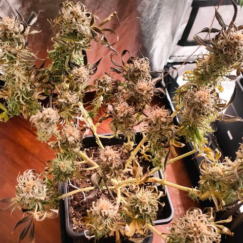 Blackberry Moonrocks growlog photo: sick death 