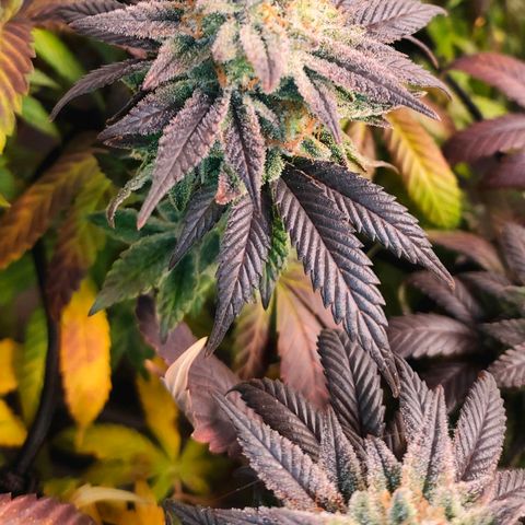 Sour Apple growlog timeline photo