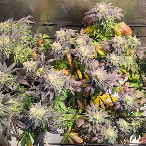 Sour Apple growlog timeline photo