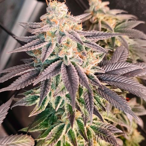Sour Apple growlog timeline photo