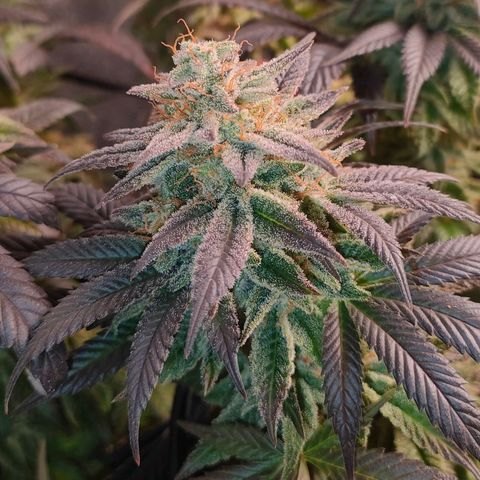 Sour Apple growlog timeline photo