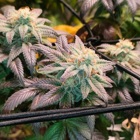 Sour Apple growlog timeline photo
