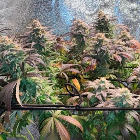 Sour Apple growlog timeline photo