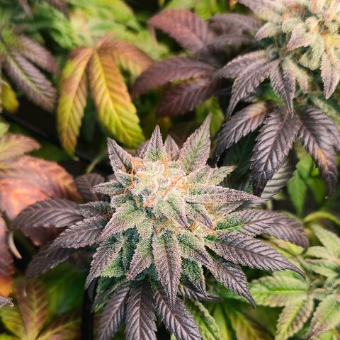 Sour Apple growlog timeline photo