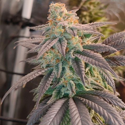 Sour Apple growlog timeline photo