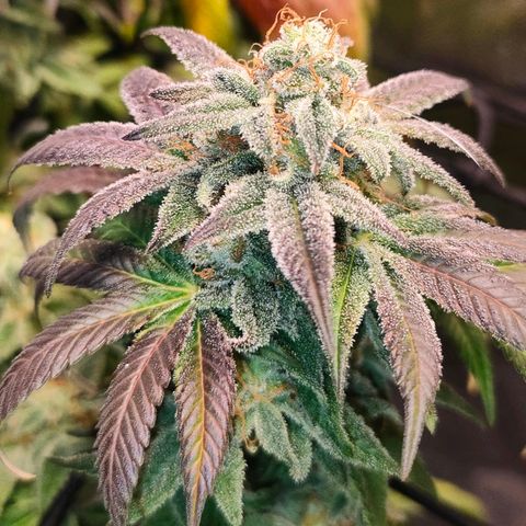 Sour Apple growlog timeline photo