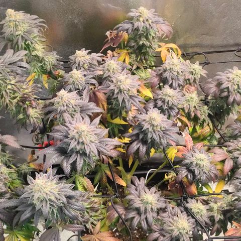 Sour Apple growlog timeline photo