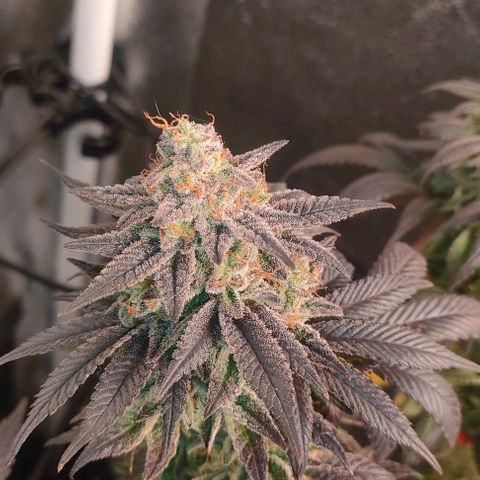 Sour Apple growlog timeline photo