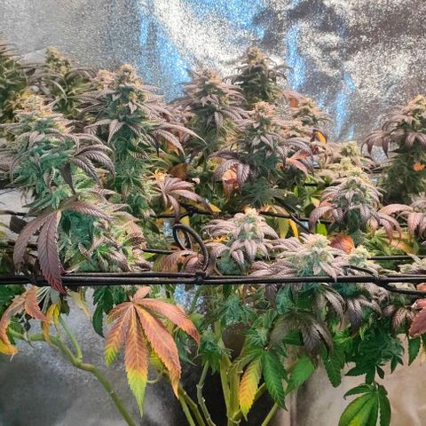 Sour Apple growlog timeline photo